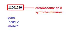 Un chromosome de huit symboles binaires