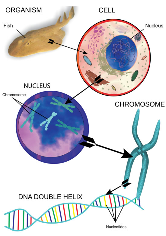 Zoom sur l'ADN
