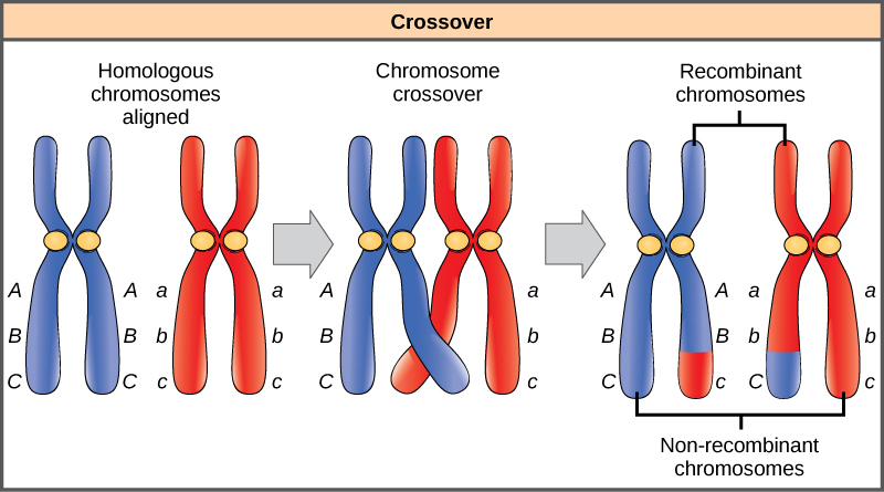 Recombinaison dans l'ADN