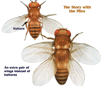 Drosophile mutante